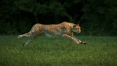 猎豹奔跑