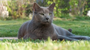 小猫咪
