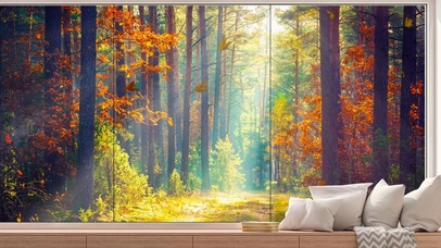 窗外秋天阳光树林