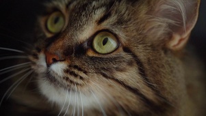 虎斑猫