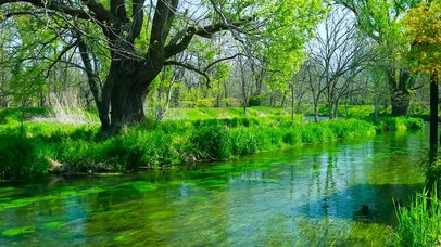 春天护眼树林绿草水流
