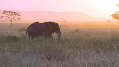4K 高清 大象漫步非洲草原