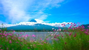 湖边小野花