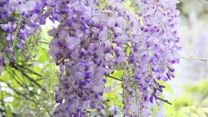 4k紫藤花盛开