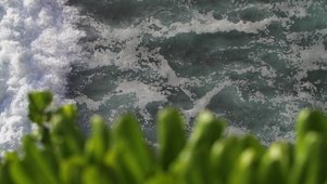 唯美海浪绿植