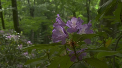森の花自然景色壁纸图片 动态桌面壁纸图片 动态壁纸下载 元气壁纸