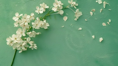 一束小花