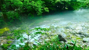 护眼夏日绿林雾气流水