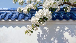 琉璃瓦房白色杏花出墙唯美小清新