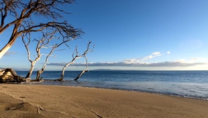 4K枯树沙滩海浪