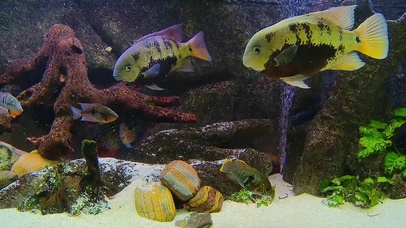 海底多彩世界高清版3-鱼群