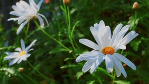 小花花