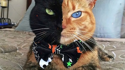 双面猫星人