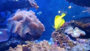水族馆鱼