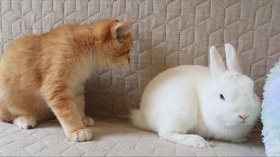 猫咪和兔子