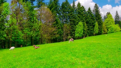 放松高山草地羊羔