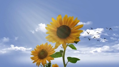 4K超清治愈系向日葵2