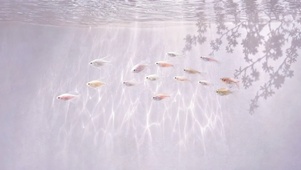 水下游鱼