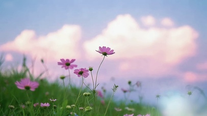 草原霞光中的小花