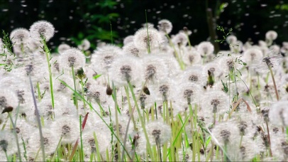 4K满屏蒲公英~