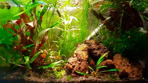 4K美丽水族馆