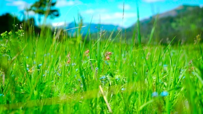 4K护眼小草