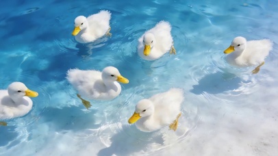 可爱湖中小鸭子