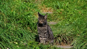 可爱猫咪