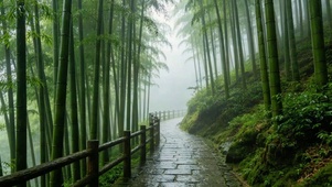 烟雨迷雾竹林