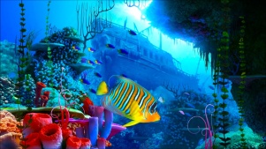 热门海底世界动态桌面壁纸图片 热门动态壁纸下载 元气壁纸