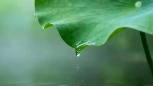 雨露荷叶带鱼屏