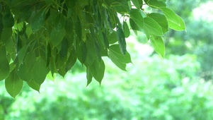 清新绿叶细雨2