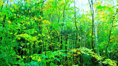 4K护眼森林氧吧