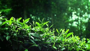 雨后新芽