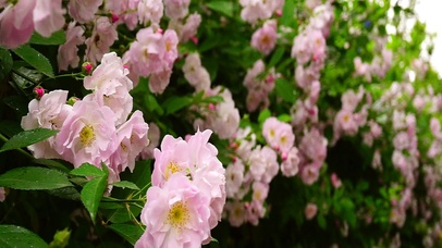 生如夏花之绚烂