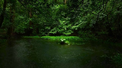 雨天护眼绿林