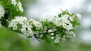 唯美可爱白花