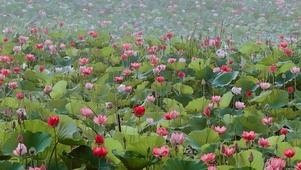 十里荷花