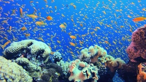 4K海水鱼群