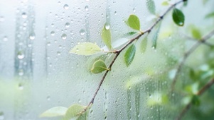 雨天窗边清新绿叶