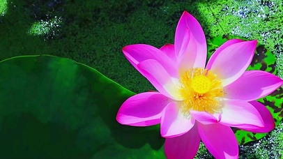 唯美治愈莲花4K