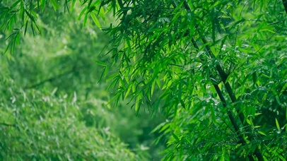 夏日雨中绿竹