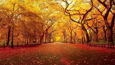 秋天的公园小路