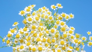 小邹菊