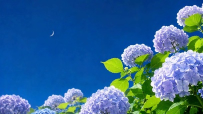晴空绣球花唯美风景