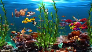 4K水族馆