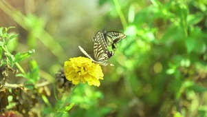 绿植蝴蝶