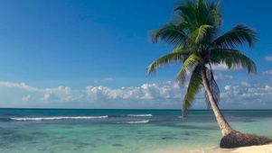 椰树海浪