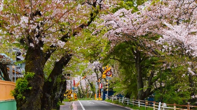 日本樱花街道
