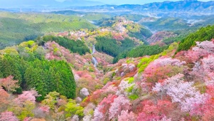 航拍山地樱花